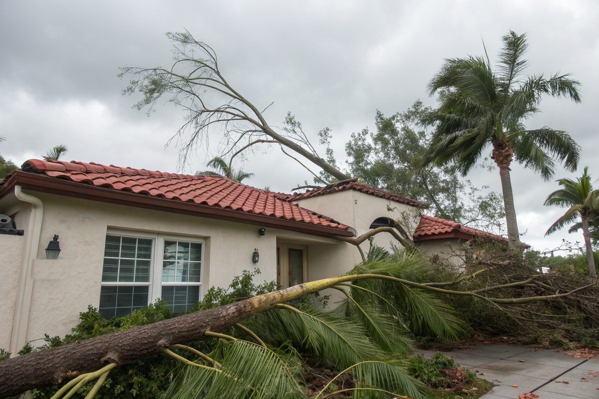 Broken palm fronds and a tree limb lying across a tile roof after a storm